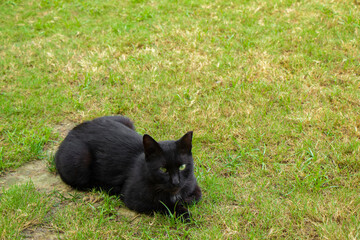 the beautiful black cat lies relaxed on the lawn in Antalya Turkey