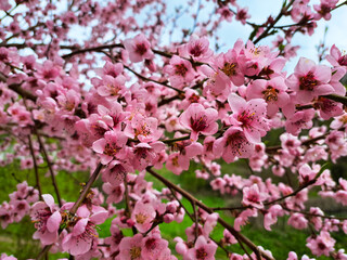Closeup photo of pink color flowers on a fruit tree branches
