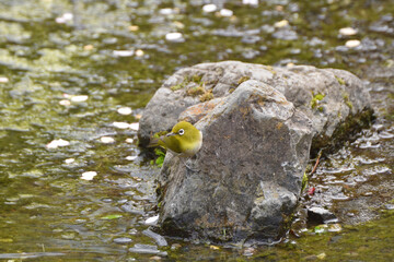 京都御苑のメジロ