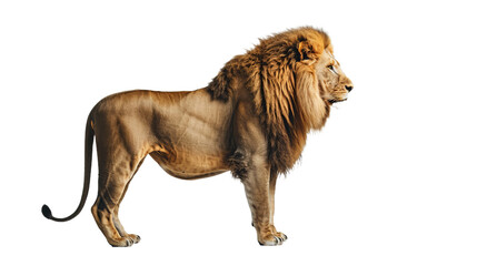 Obraz premium male lion standing, isolated on white, side view