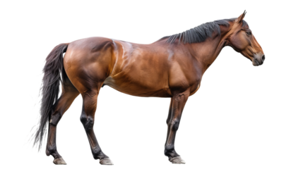 standing horse isolated on white, side view
