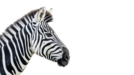 Fotobehang zebra's head isolated on white © Christopher