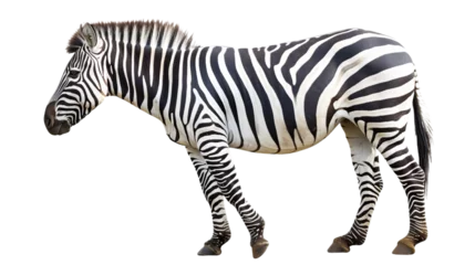 Crédence de cuisine en verre imprimé Zèbre zebra isolated on white