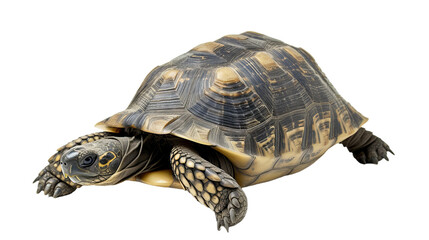 Fototapeta premium tortoise isolated on white background