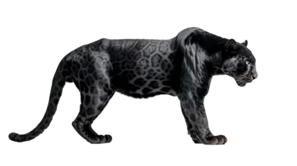Tuinposter black panther cutout isolated on white, side view on transparent png background  © Christopher