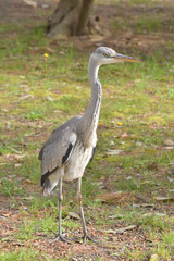 京都御苑の青鷺