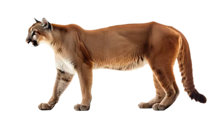  puma cat cutout isolated on white, side view on transparent png background  © Christopher