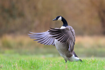 Kanadagans Branta canadensis