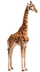 giraffe cutout isolated on white, side view on transparent png background	