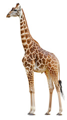 giraffe cutout isolated on white, side view on transparent png background	