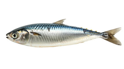 sardine fish cutout isolated on white, side view on transparent png background	