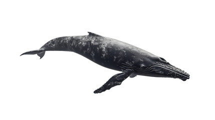 Fototapeta premium whale isolated on white side view on transparent png background 