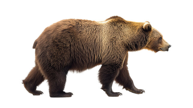 brown bear cutout walking isolated on white, side view on transparent png background	