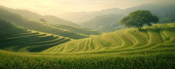 Foto op Plexiglas Serene rural landscapes of terraced rice fields illuminated by the golden afternoon light, under a clear sky, showcasing sustainable farming and natural beauty © EverydayStudioArt