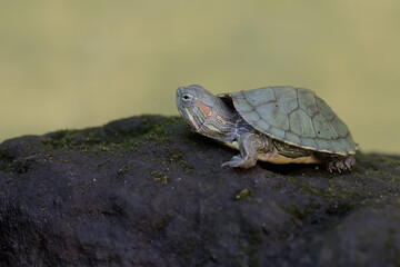 A young red eared slider tortoise is basking on a moss-covered rock before starting its daily activities. This reptile has the scientific name Trachemys scripta elegans.