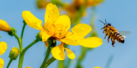 bee on yellow flower