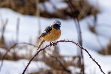 Japanese winter bird