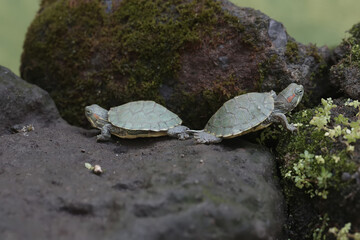 Two young red eared slider tortoises are basking on a moss-covered rock before starting its daily...