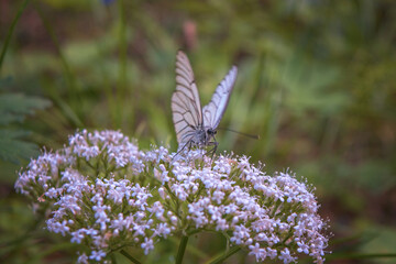 White aporia crataegi butterfly sitting on green plant in nature against blurred background.