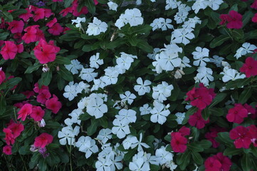 flores de estação desabrochadas em canteiros no jardim 