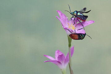 Two harlequin bugs are feeding on a flowering rain lily plant. This beautiful, rainbow-colored...
