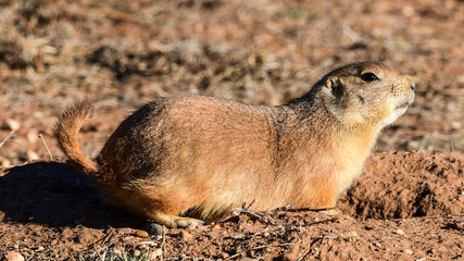 Prairie Dog at Caprock Canyons State Park, Texas