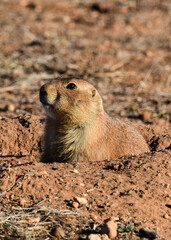 Prairie Dog at Caprock Canyons State Park, Texas