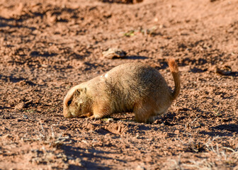 Prairie Dog at Caprock Canyons State Park, Texas