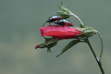 Two harlequin bugs are looking for food on a hibiscus flower tree branch. This beautiful,...