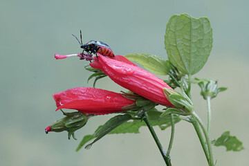 A harlequin bug is looking for food on a hibiscus flower. This beautiful, rainbow-colored insect...