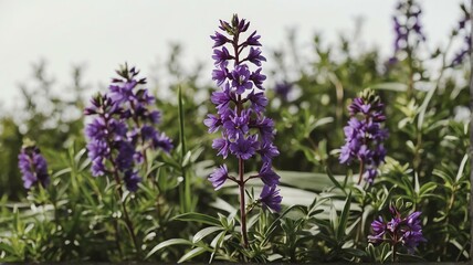 Obraz premium Bush of purple flowers on plain white background from Generative AI