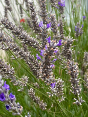 beautiful Lavanda field