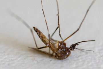 dead mosquito, aedes aegypti transmitter of dengue fever, isolated on white background