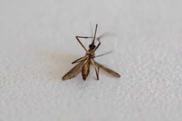 dead mosquito, aedes aegypti transmitter of dengue fever, isolated on white background