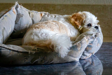 Beautiful shih tzu puppy in selective focus