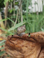 Snail on a leaf