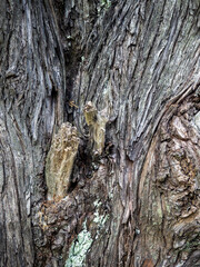 Wrinkled tree bark. Gray brown natural background.  Wood pattern. Natural material