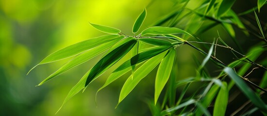Fototapeta premium A close-up of a flowering bamboo plant, a terrestrial plant from the hemp family, with green leaves, adds beauty to the landscape.