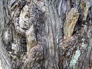 Wrinkled tree bark. Gray brown natural background.  Wood pattern. Natural material