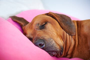 Close-up dog sleeping on pink pillow 