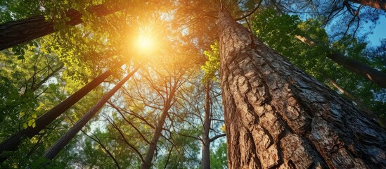 Towering loblolly pines in North Carolina stand together, sun illuminating their distant sides.