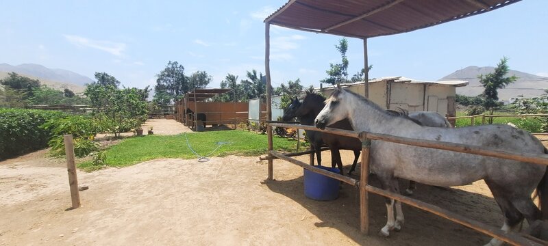 HORSES