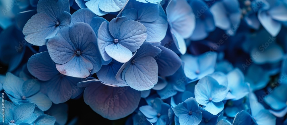 Wall mural A stunning close-up of azure, electric blue flowers with violet petals, belonging to the Hydrangea serrata plant, a beautiful groundcover flowering plant. 