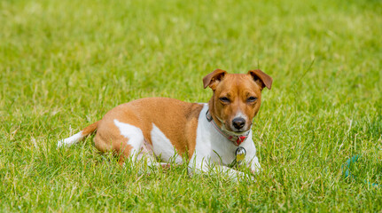 Jack Russell on the grass portrait