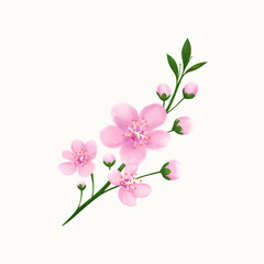 Watercolor cherry blossom branch isolated on light background. Hand drawn vector illustration