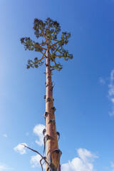 Fototapeta premium Withered and new flower stalks of Agave americana or blue agave with blue sky, coast of Atlantic ocean in Portugal