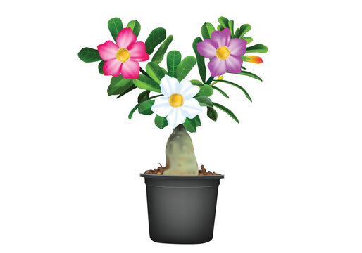Adenium with three flowers red white pink green leaves vector for background design. Isolated on white background.