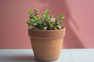 Portulacaria afra o llamada monedita es una planta suculenta de crecimiento lento para hacer bonsai.