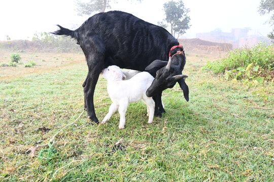 Goat feeding his baby. Cute Baby goat drinking milk. cattle Farming or husbandry concept. Indian black Bengal goat and his baby. Goat kids.
