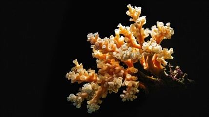 Flower Coral in the solid black background